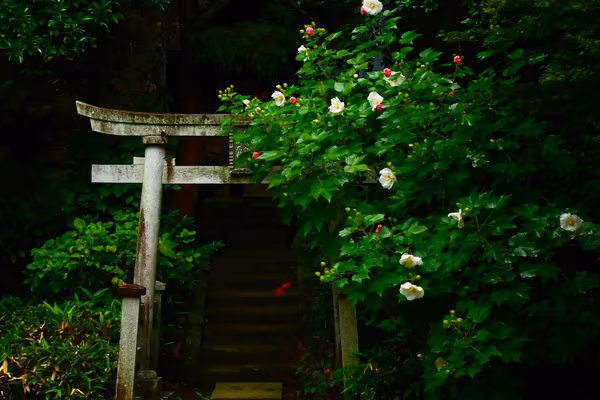 投稿：鳥居と芙蓉