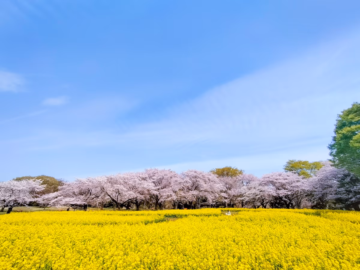 投稿写真：満開の桜と菜の花