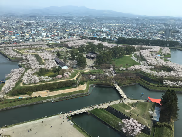 投稿：五稜郭公園の桜