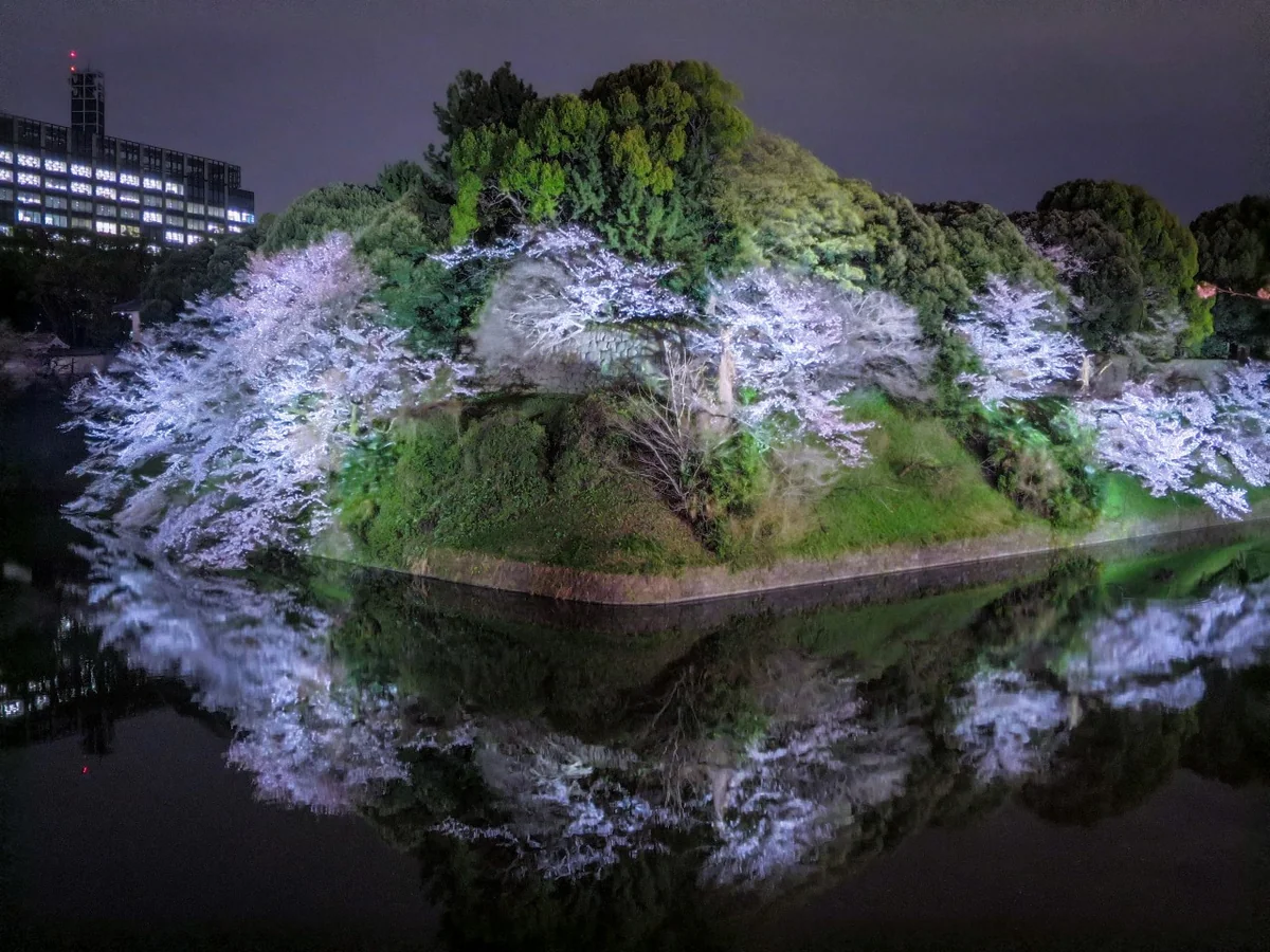 投稿写真：千鳥ヶ淵の夜桜リフレクション
