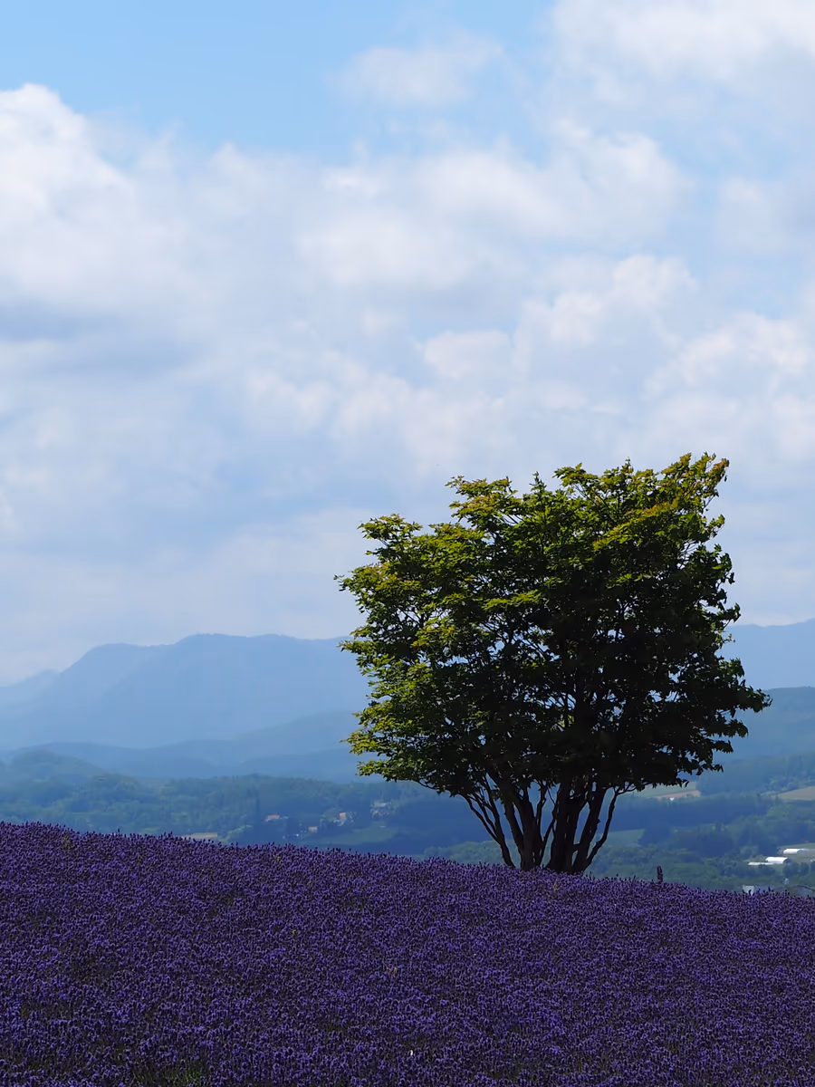 投稿写真：夏の風物詩