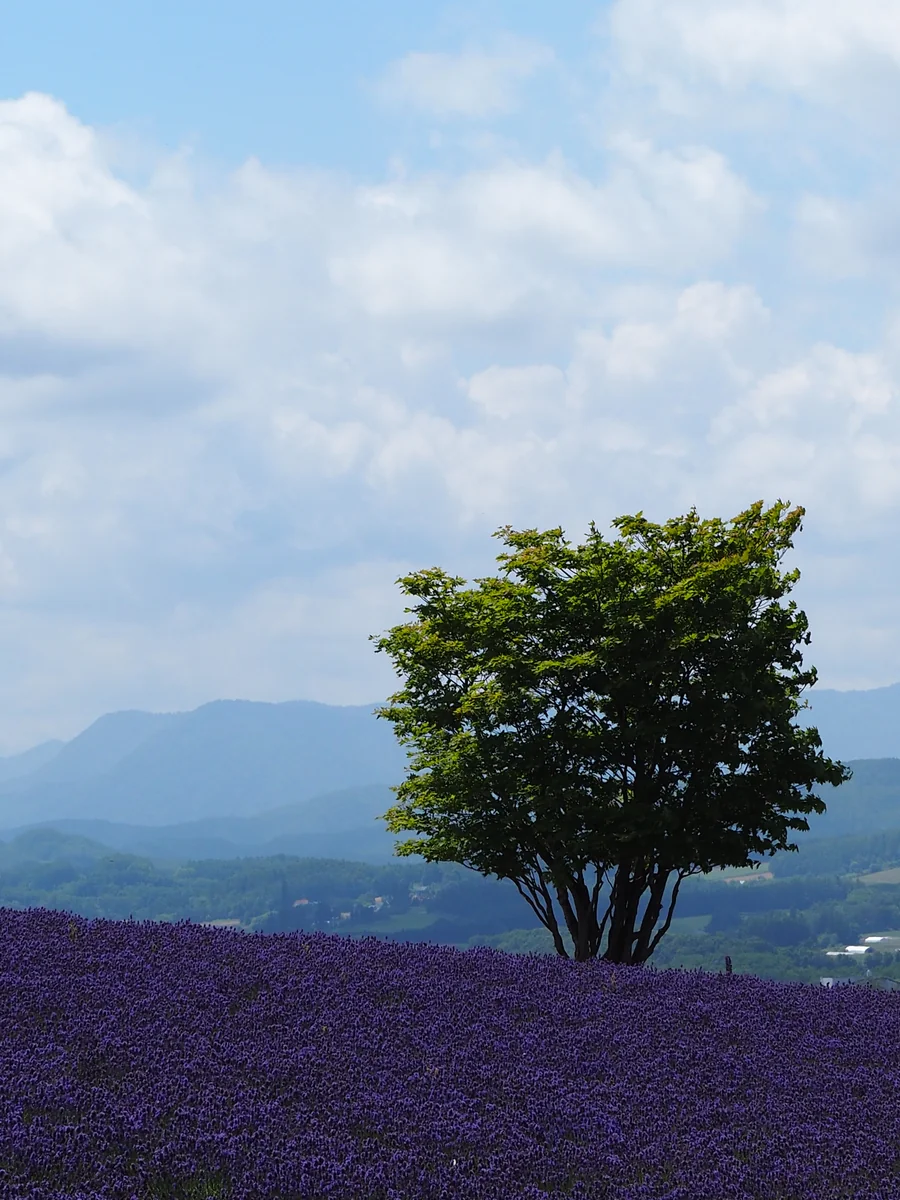投稿写真：夏の風物詩