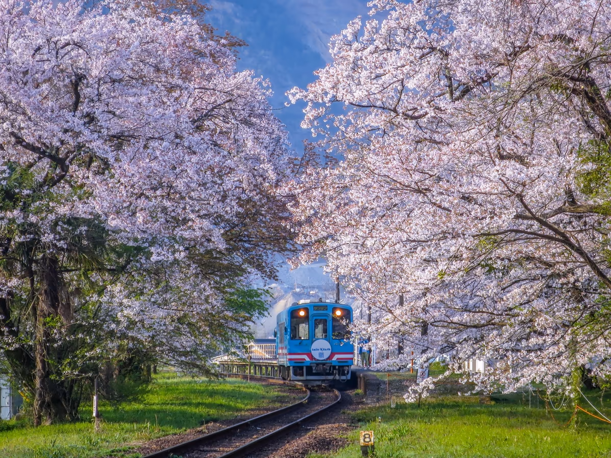 投稿写真：桜のトンネルを進む樽見鉄道