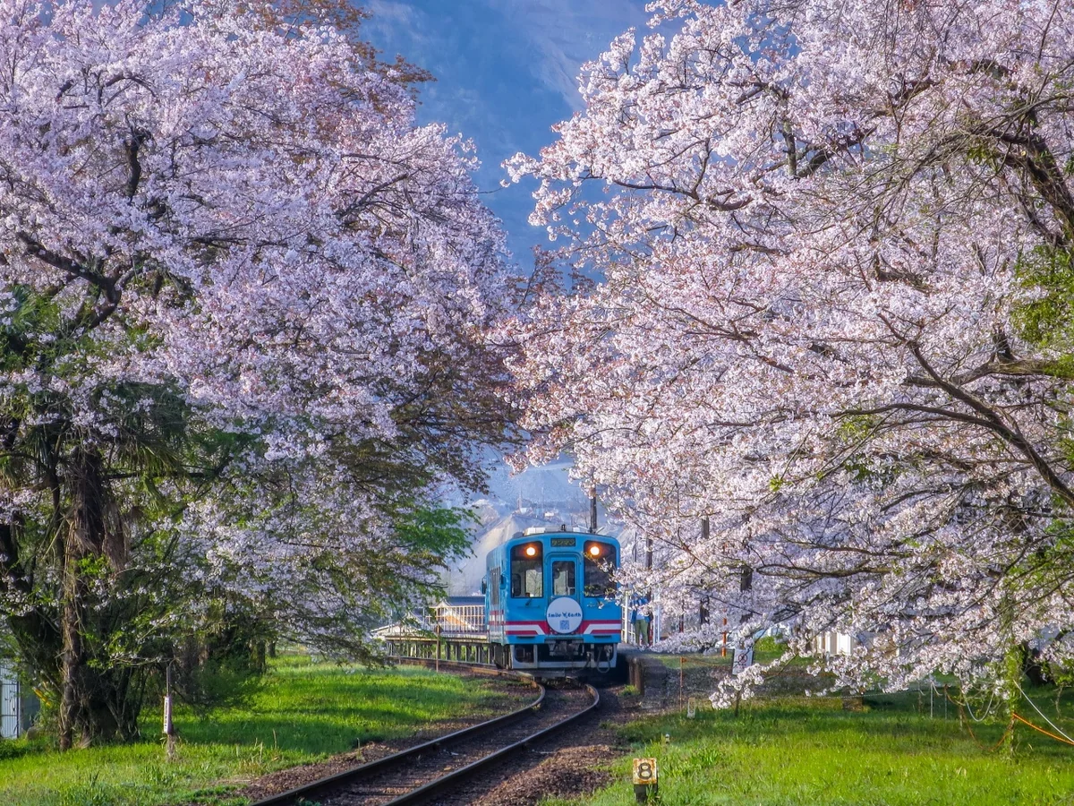 投稿写真：桜のトンネルを進む樽見鉄道
