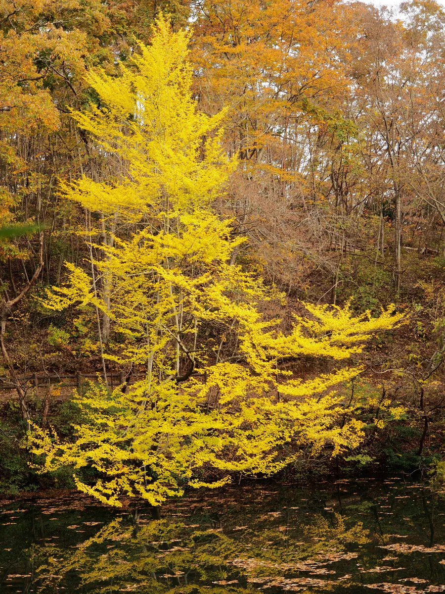 投稿写真：謎の木