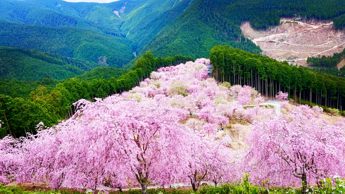 投稿写真：一目千本枝垂れ桜の絶景
