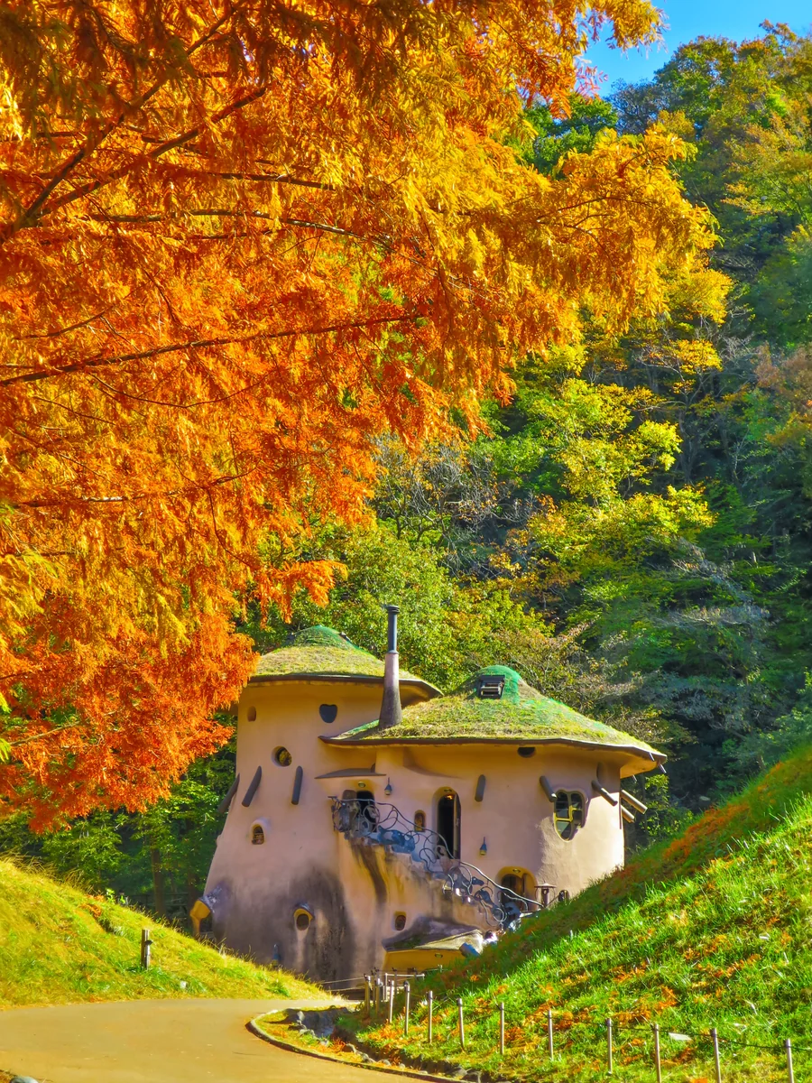 投稿写真：きのこの家とメタセコイアの黄葉