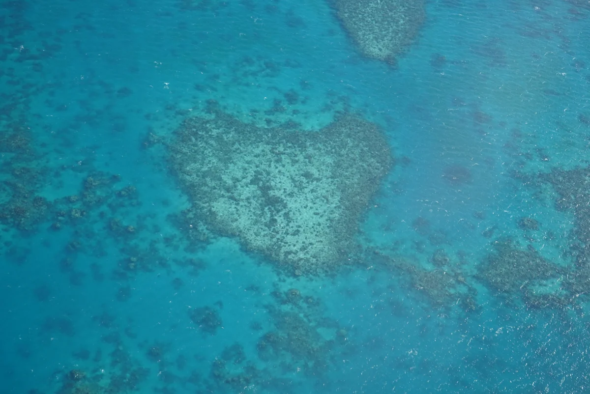 投稿写真：コアラリーフ in Australia