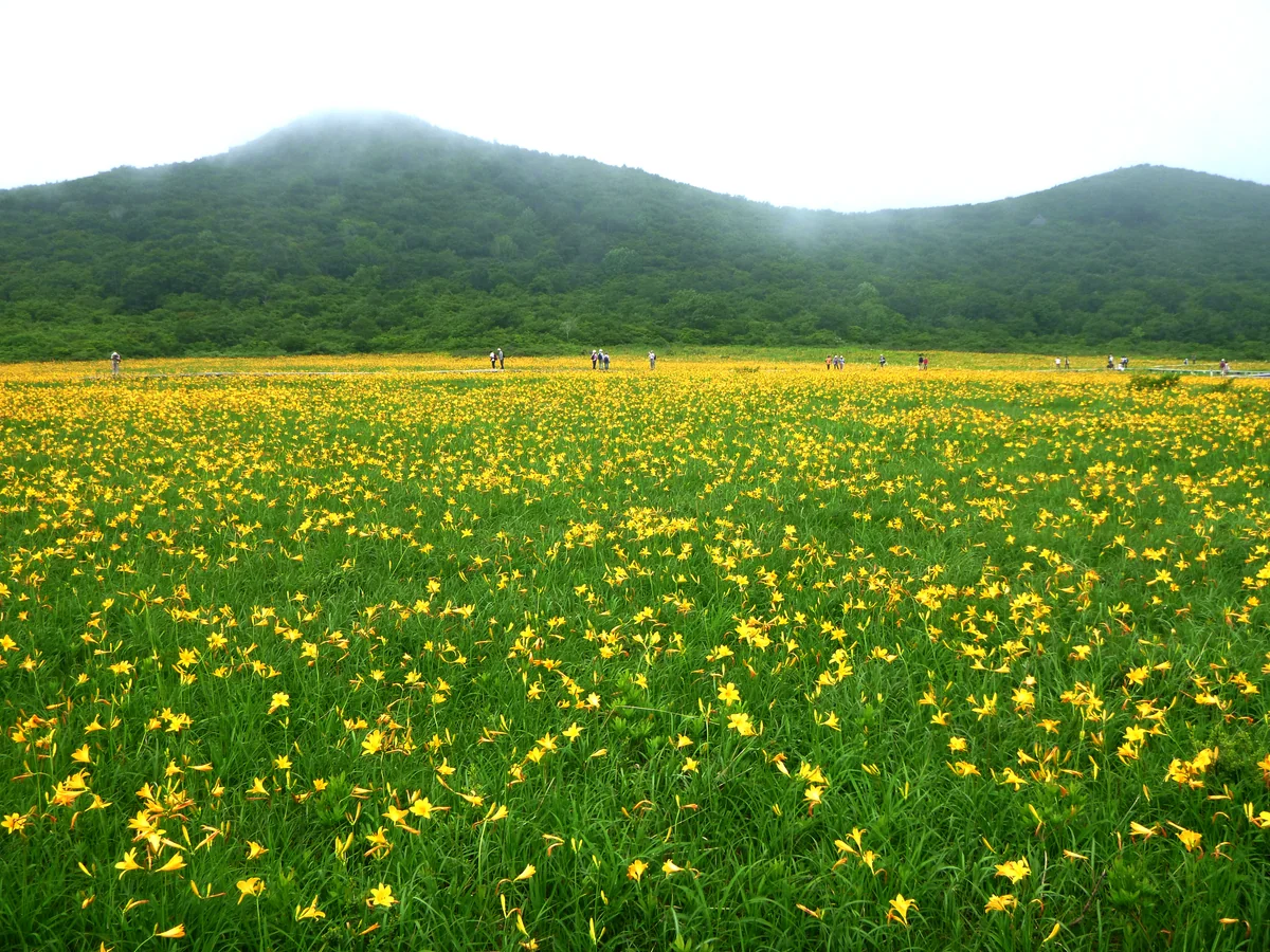 投稿写真：雄国沼　日本一のニッコウキスゲ群落