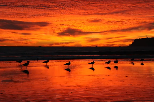 投稿：サンディエゴ・コロナドビーチ