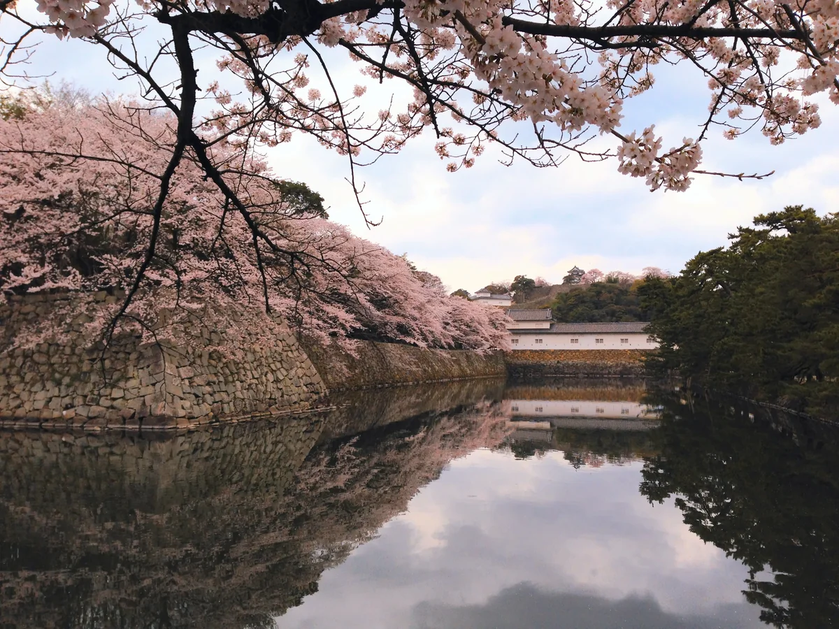 投稿写真：彦根城外堀の桜