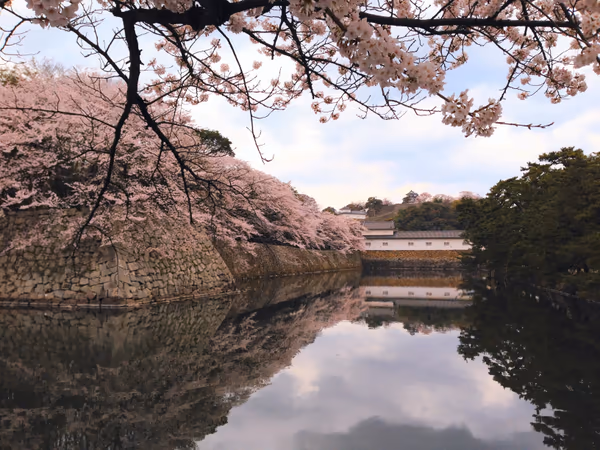 投稿：彦根城外堀の桜