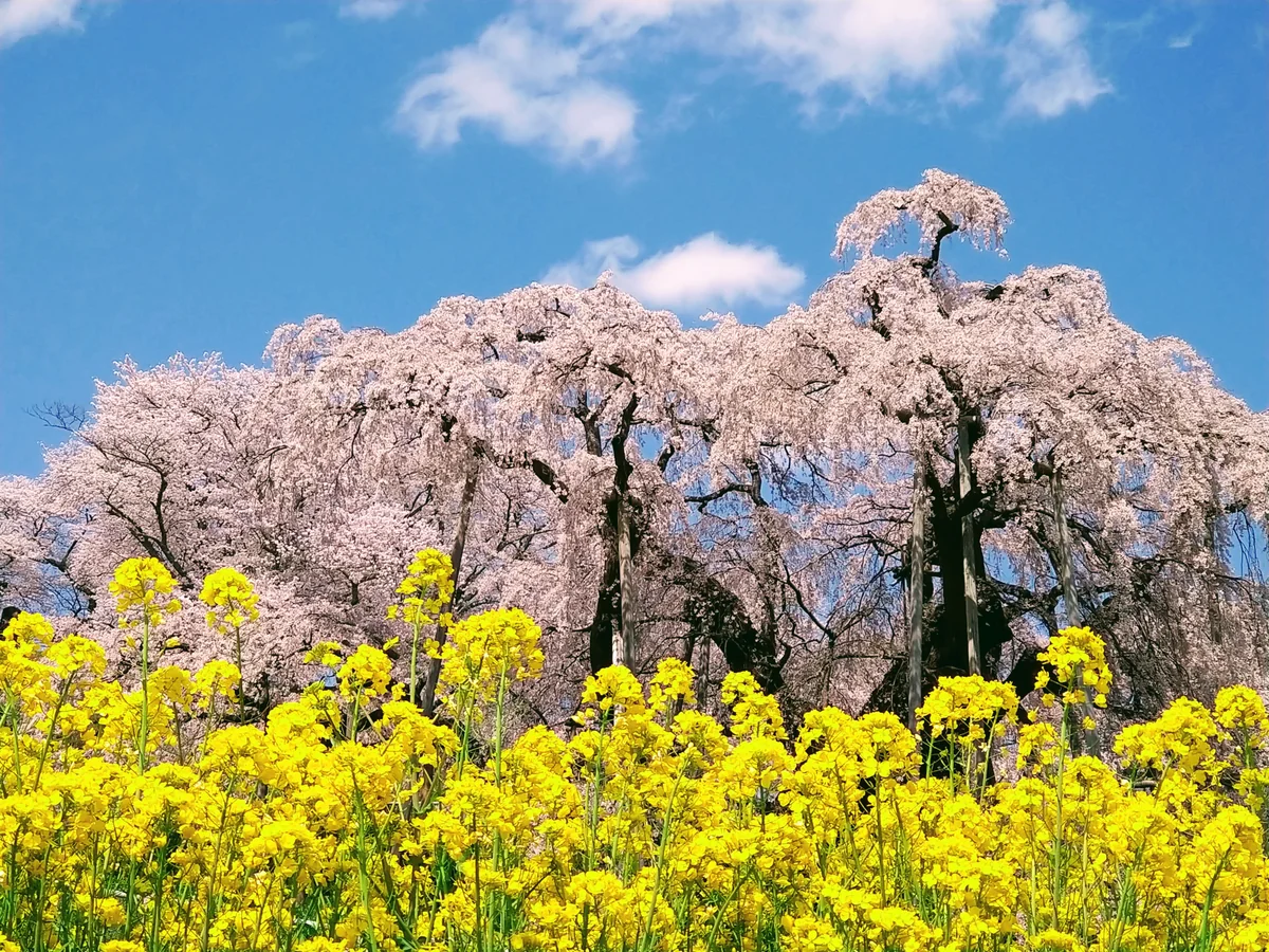 投稿写真：三春滝桜