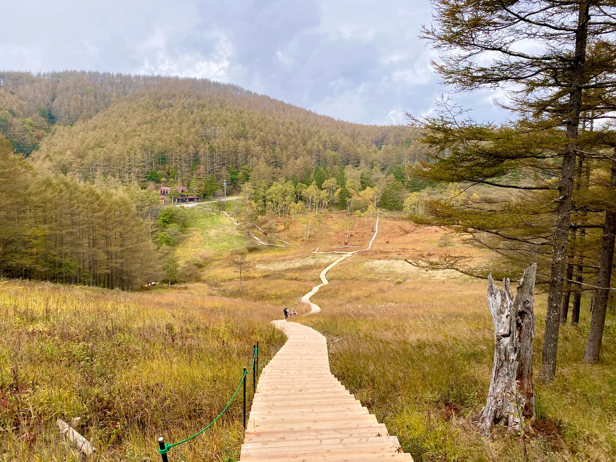 投稿写真：木の道