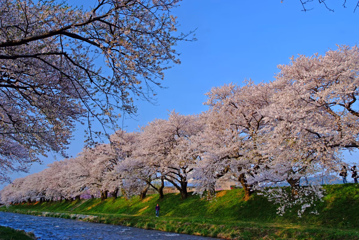 投稿写真：春の小川は