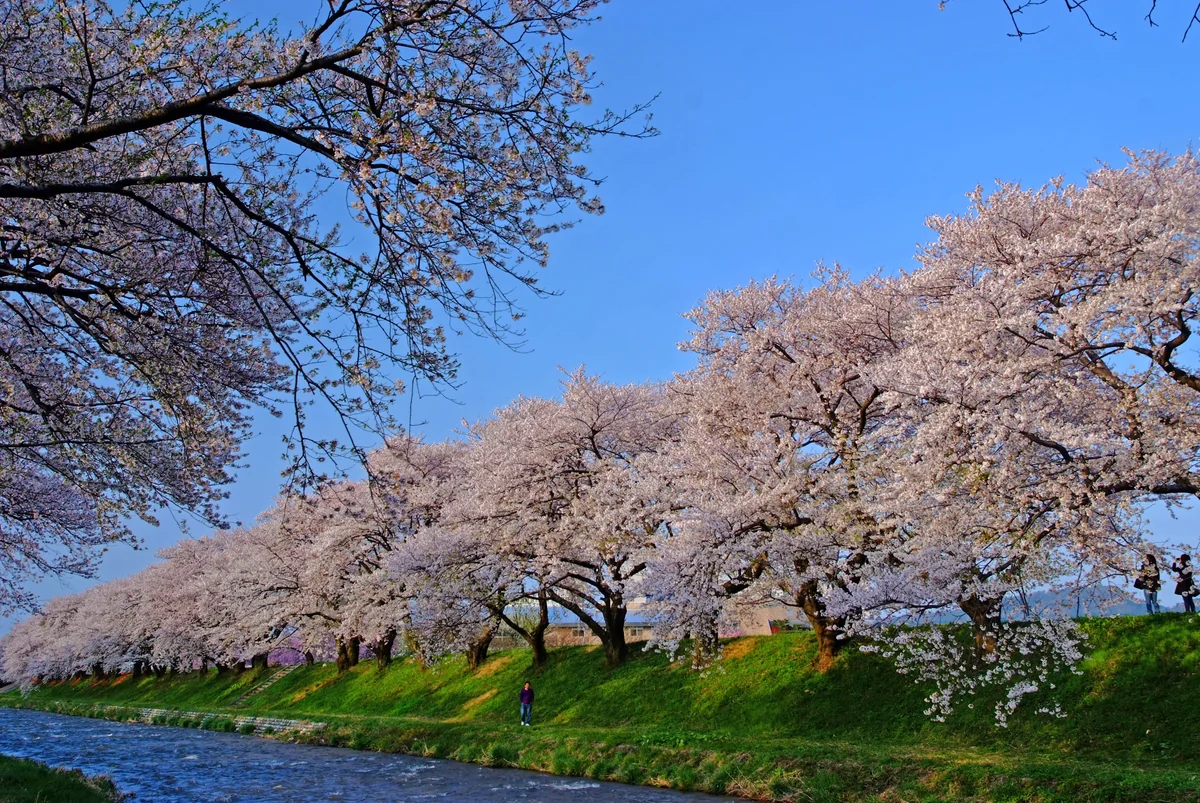 投稿写真：春の小川は