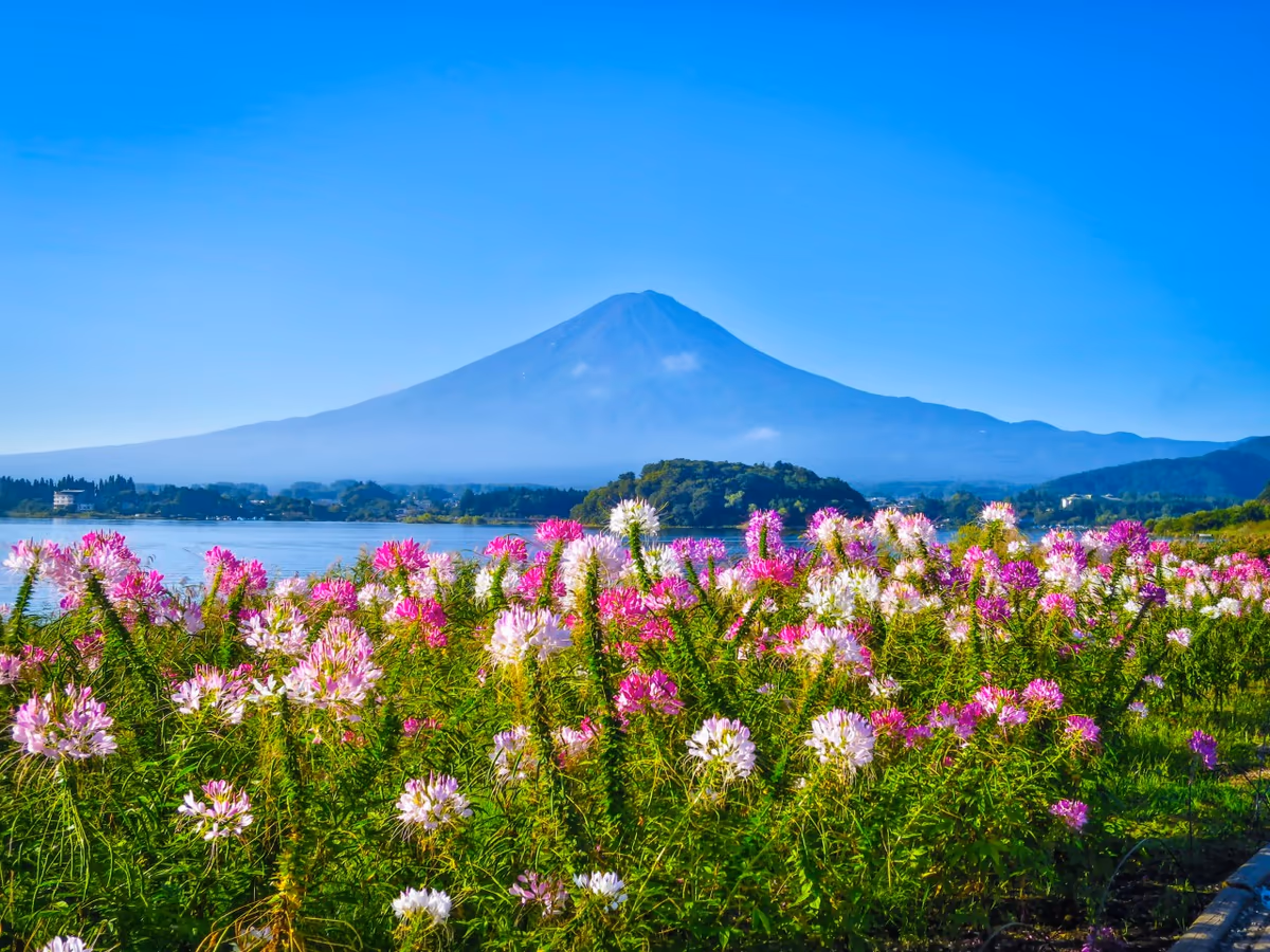 投稿写真：クレオメと富士山