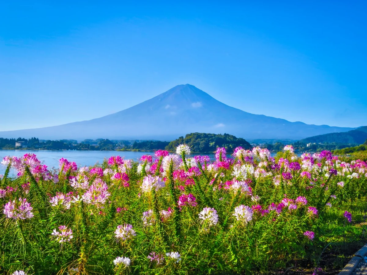 投稿写真：クレオメと富士山