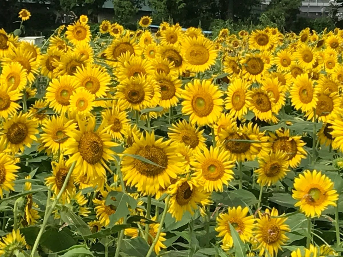 投稿写真：55万本の熱き夏