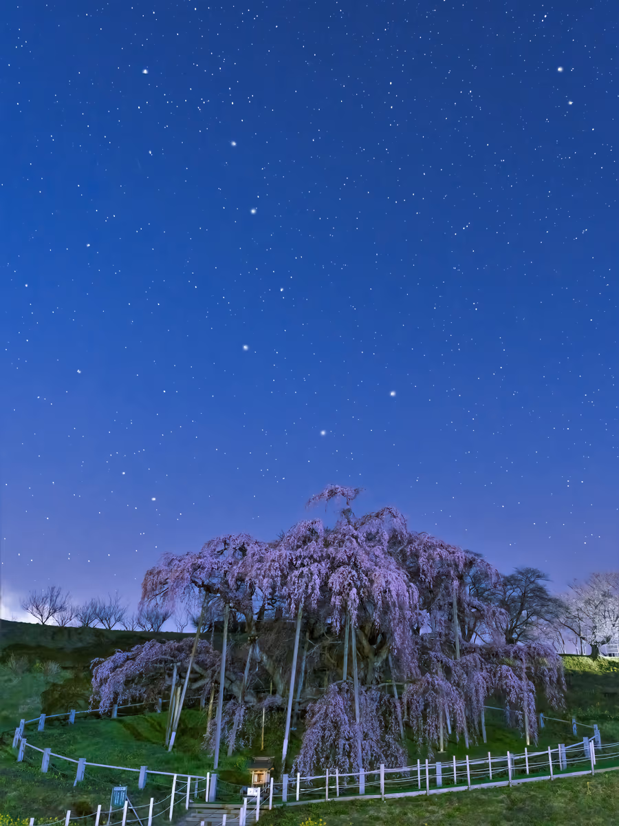 投稿写真：三春の滝桜の上に北斗七星