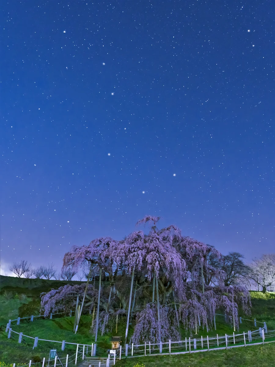 投稿写真：三春の滝桜の上に北斗七星
