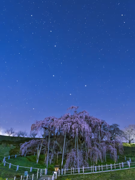 投稿：三春の滝桜の上に北斗七星