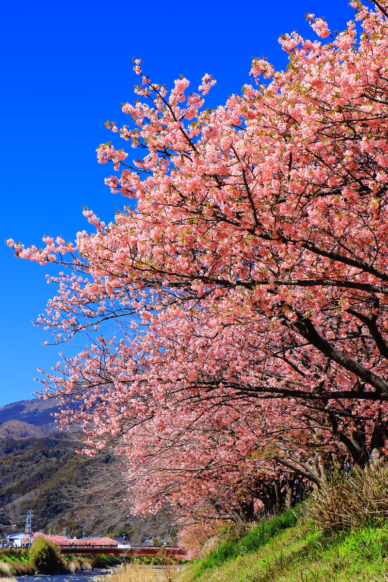 投稿写真：河津桜満開