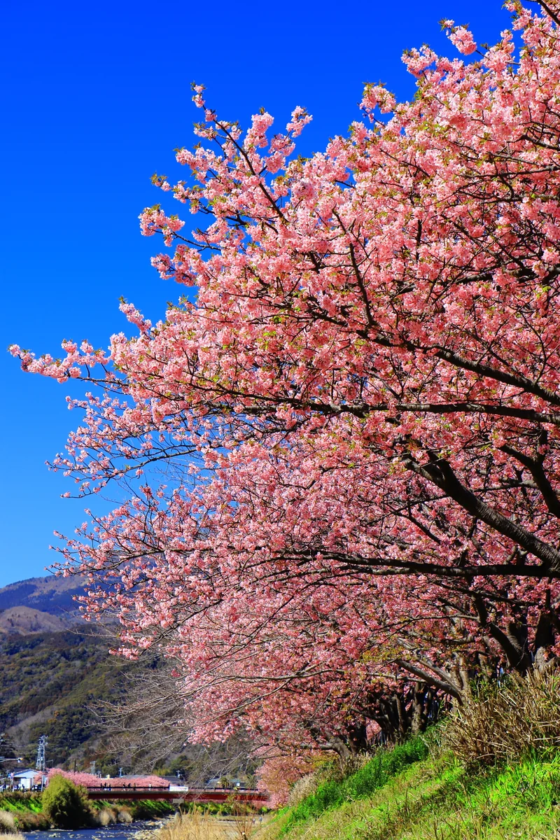 投稿写真：河津桜満開