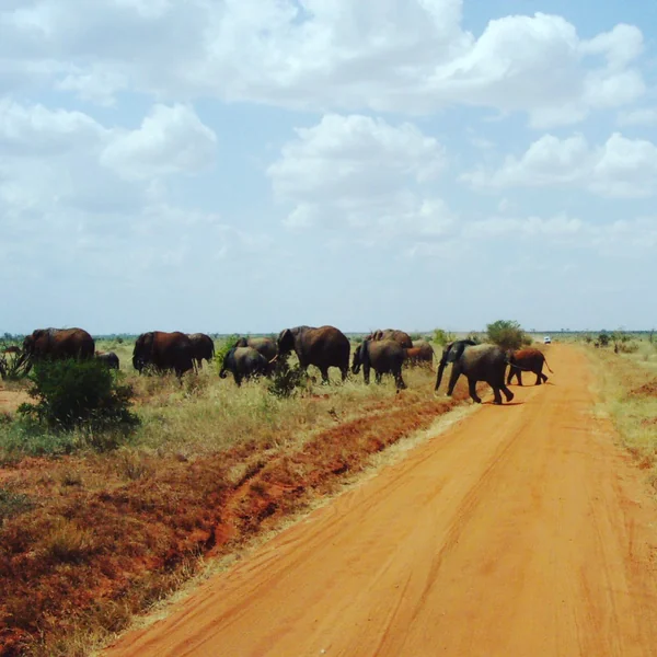 投稿：象の横断