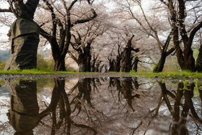 投稿：雨上がりのご褒美