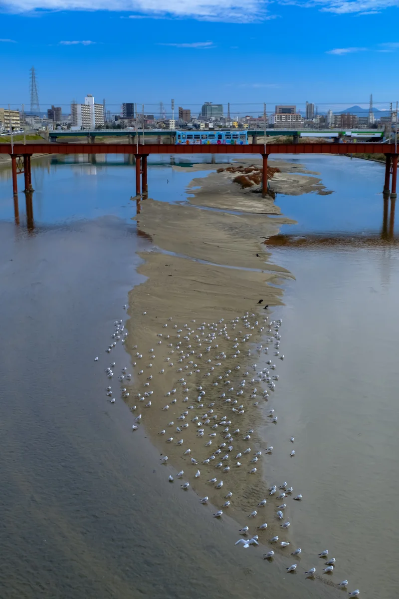 投稿写真：大和川と阪堺電車