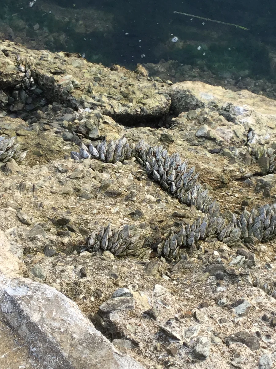 投稿写真：カメノテ