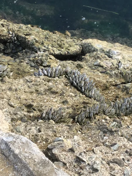 投稿：カメノテ