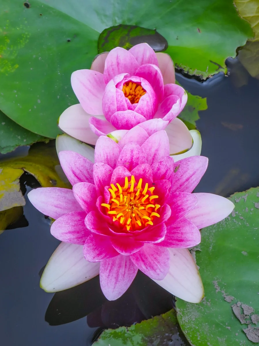 投稿写真：スイレン