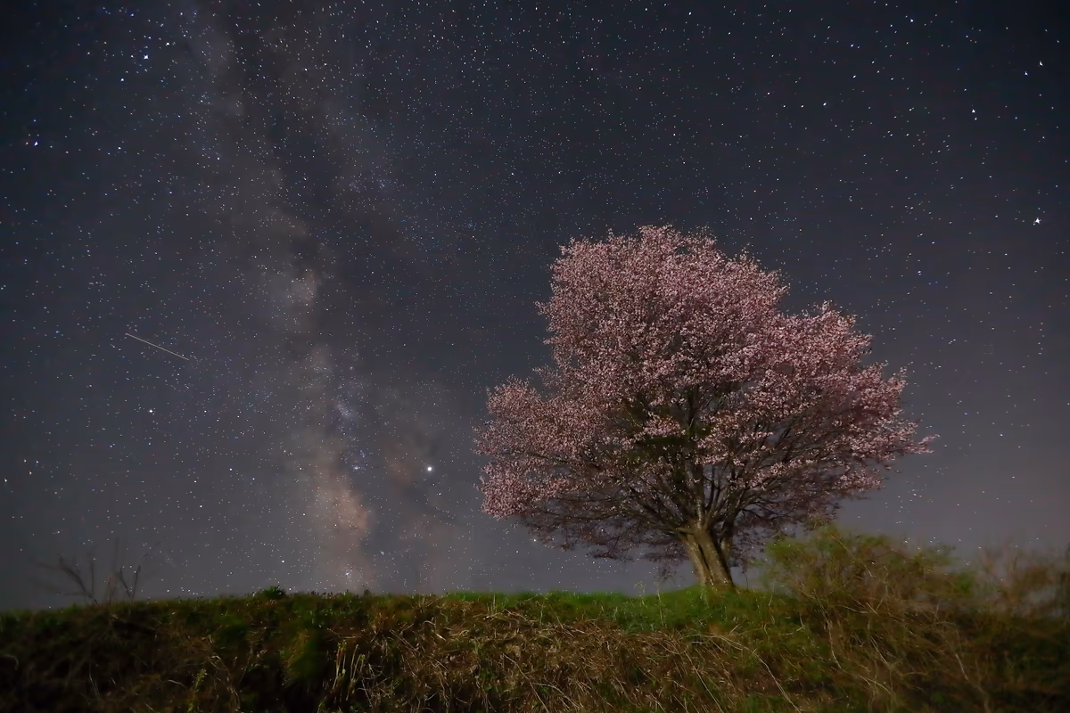 投稿写真：桜と天の川