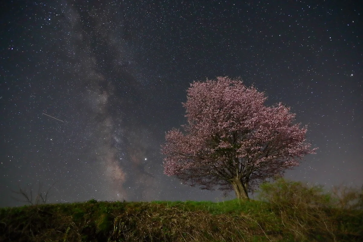 投稿写真：桜と天の川