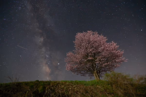投稿：桜と天の川