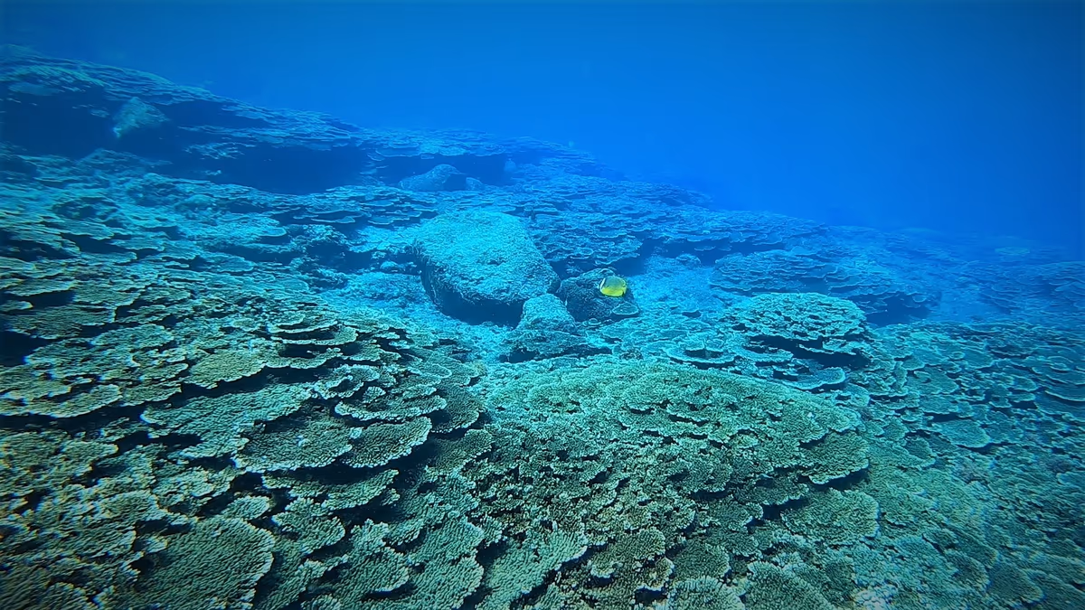 投稿写真：冨賀浜のテーブルサンゴ群生２