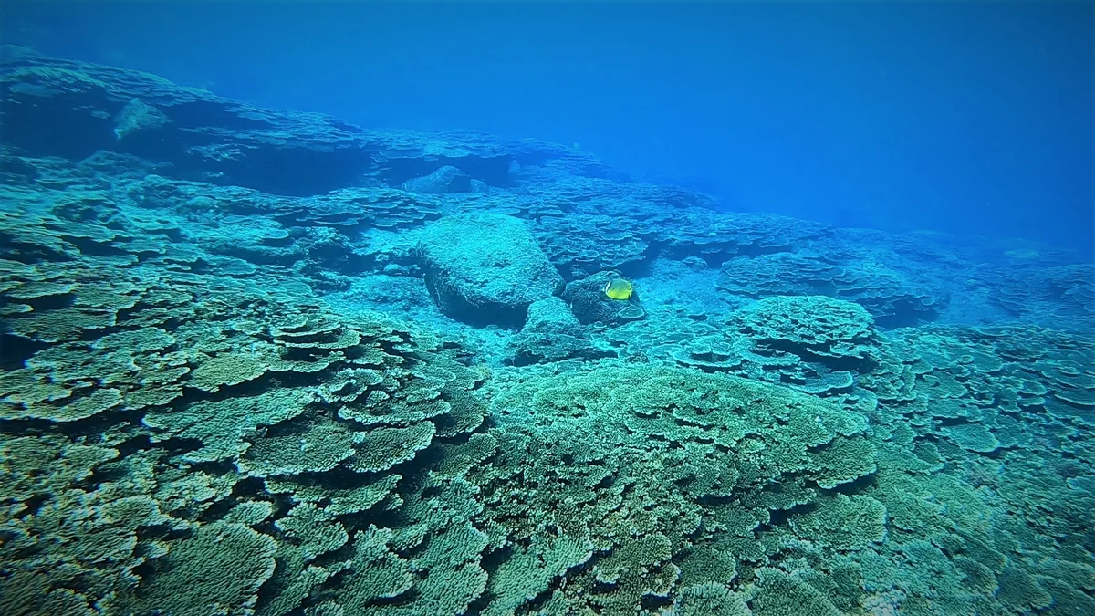 投稿写真：冨賀浜のテーブルサンゴ群生２