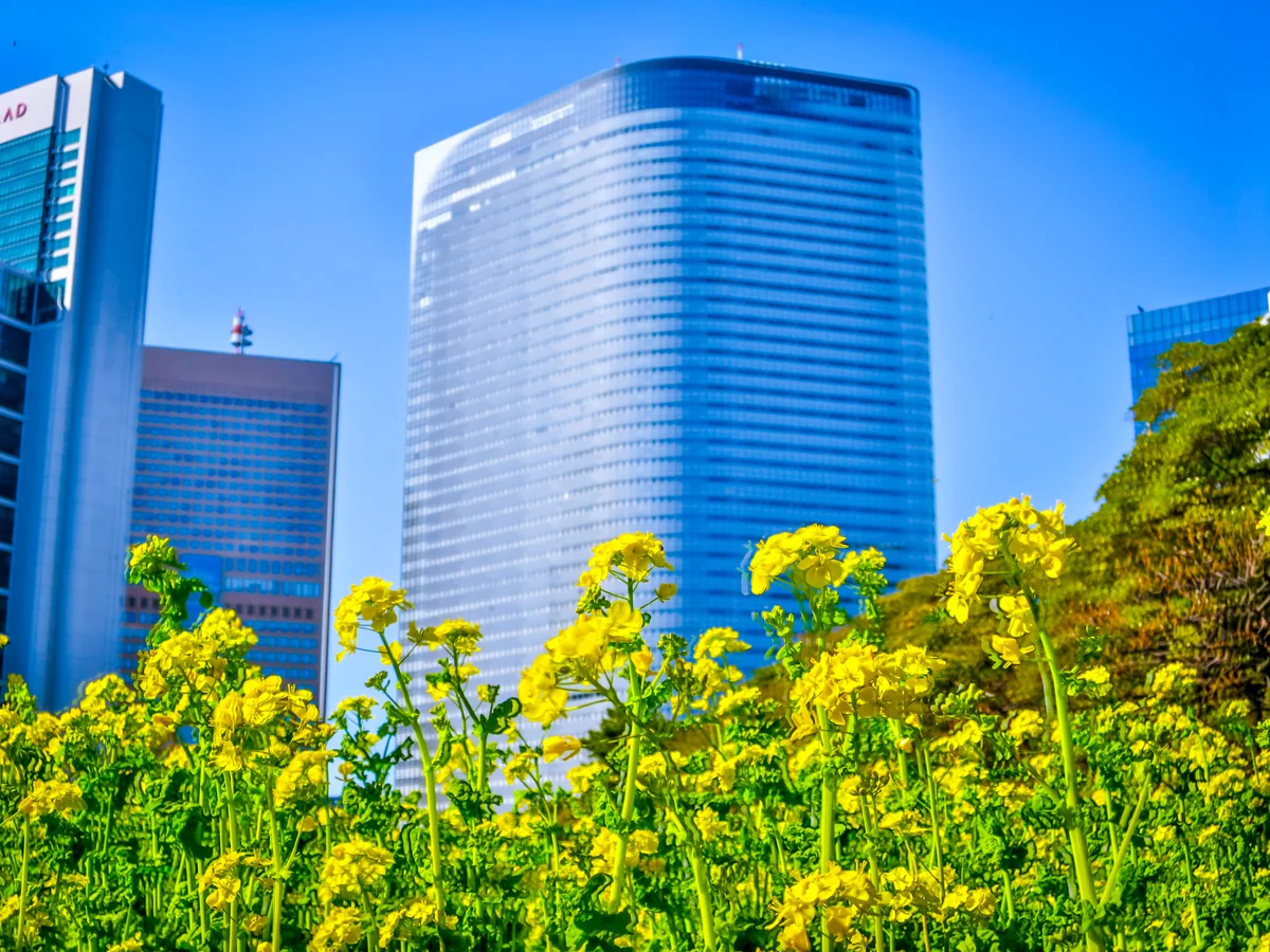 投稿写真：都心の菜の花畑③