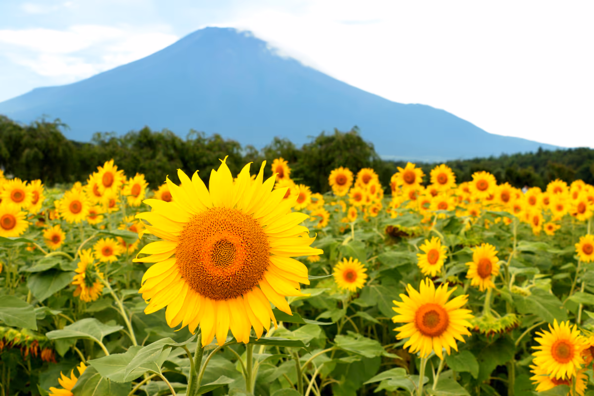 投稿写真：夏の風物詩