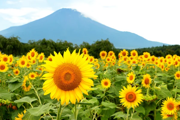 投稿：夏の風物詩