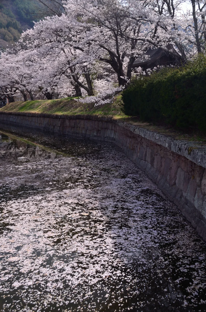 投稿写真：龍岡城　桜
