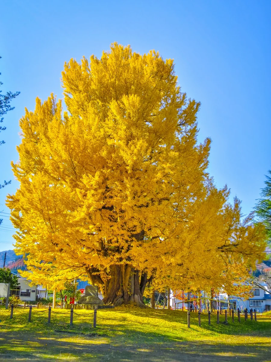 投稿写真：古町の大銀杏