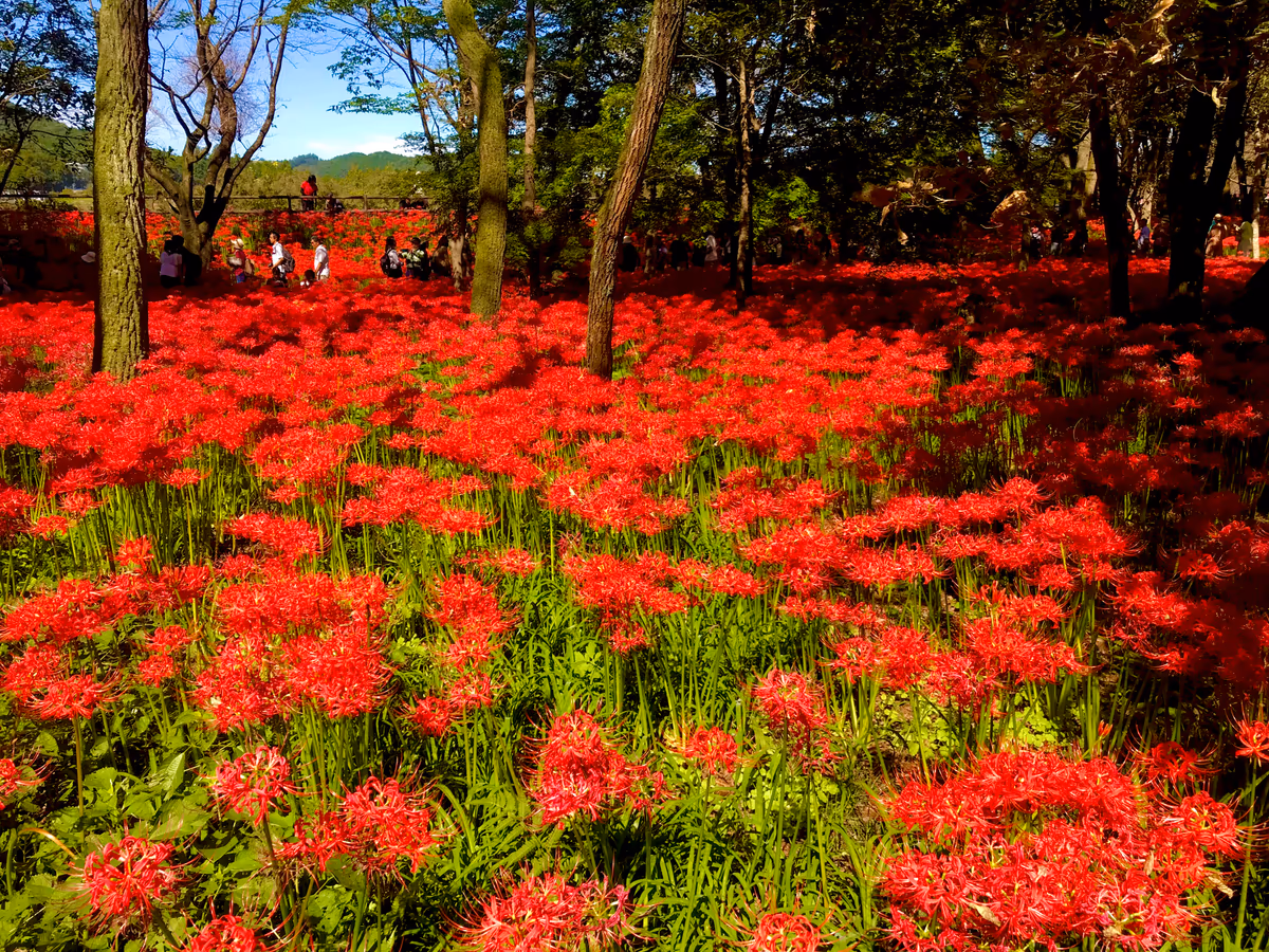 投稿写真：曼珠沙華