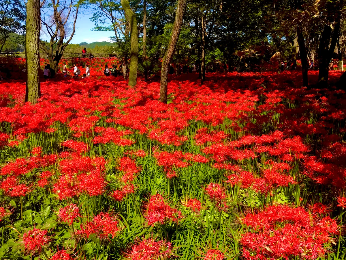 投稿写真：曼珠沙華