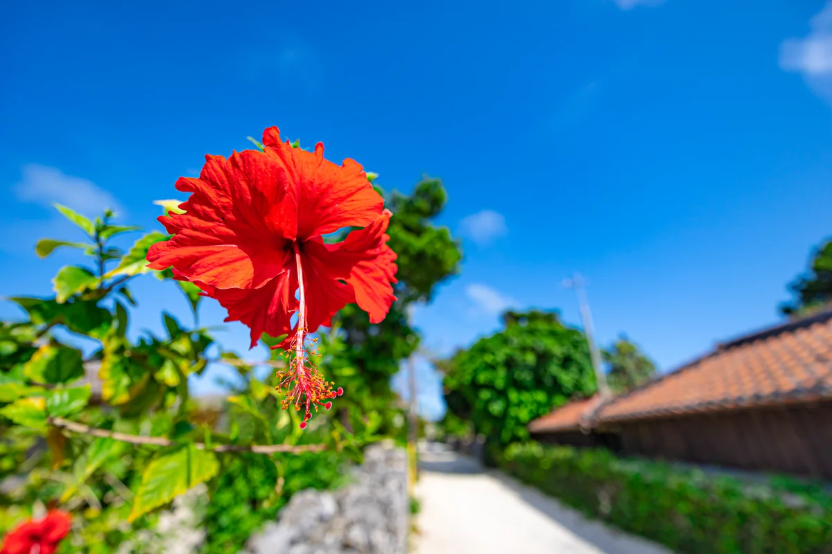 投稿写真：赤のハイビスカス、赤の瓦屋根