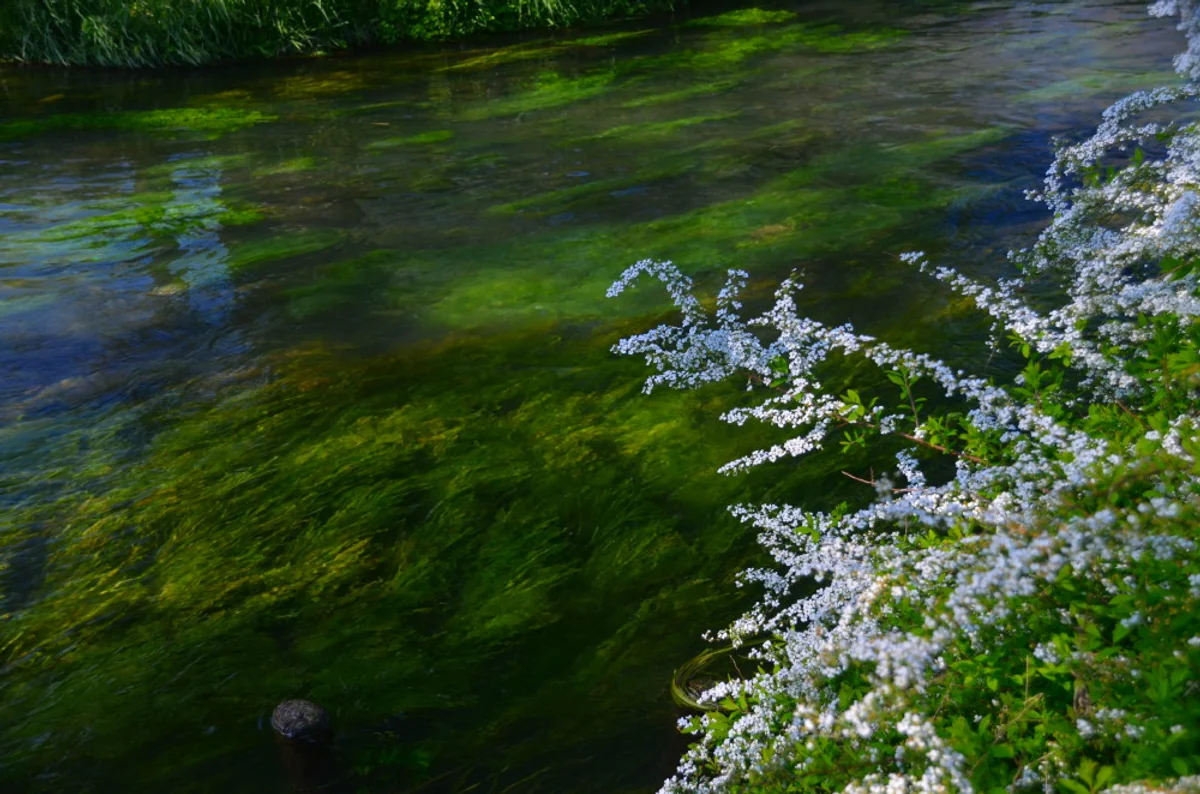 投稿写真：水辺のユキヤナギ