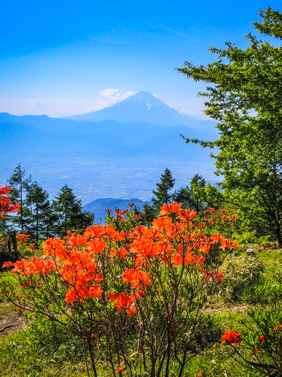 投稿写真：レンゲツツジと富士山