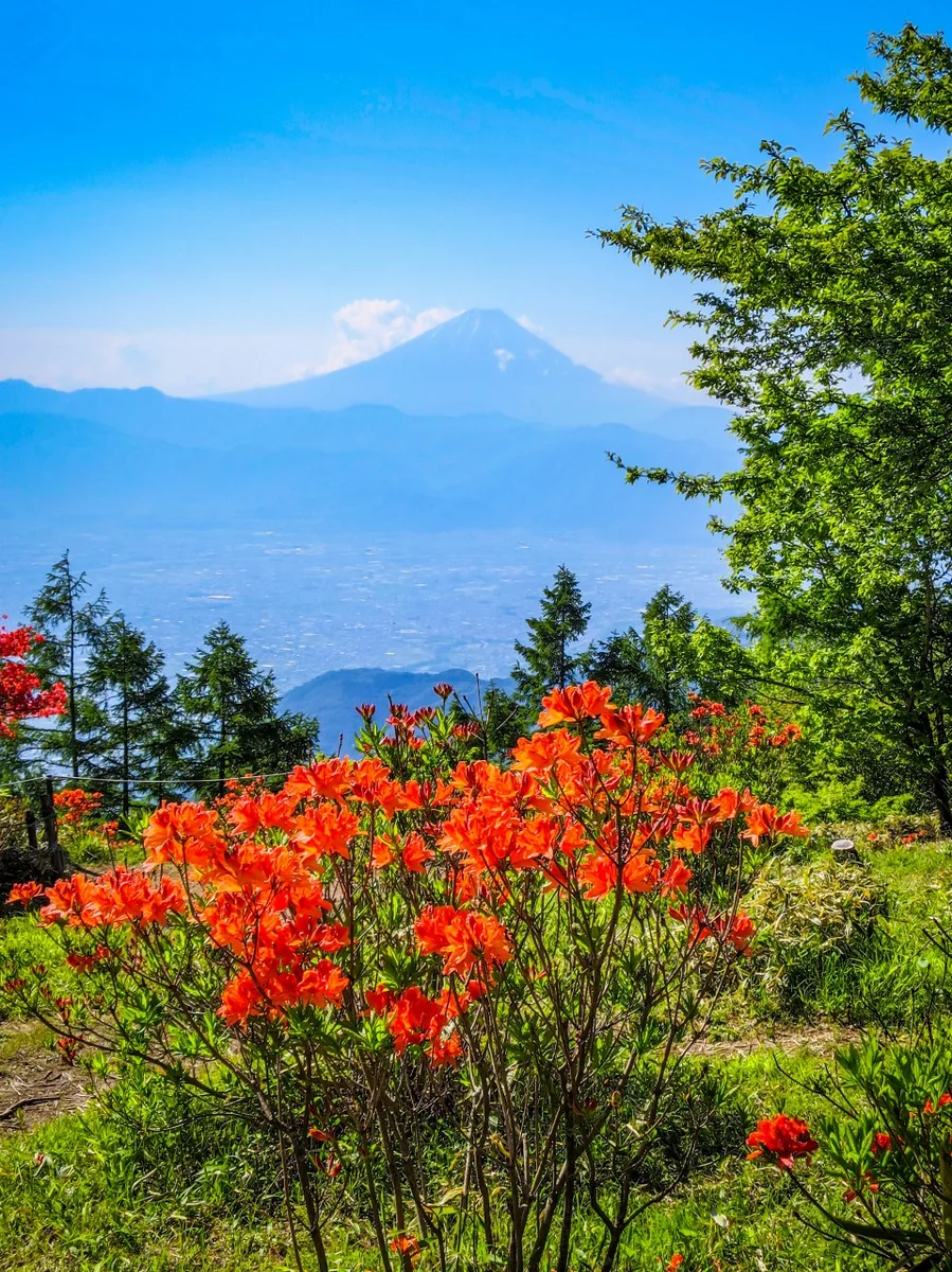 投稿写真：レンゲツツジと富士山